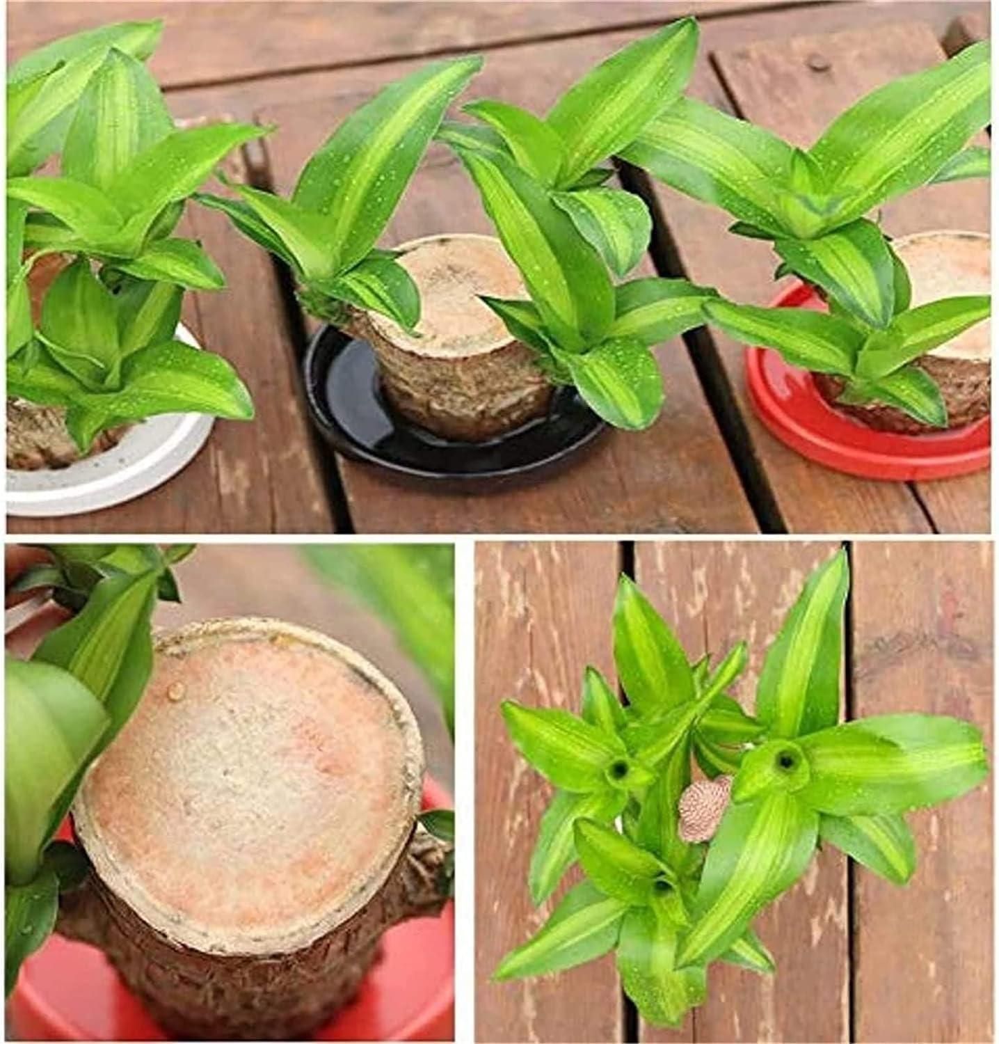 Create Your Serene Oasis Today!